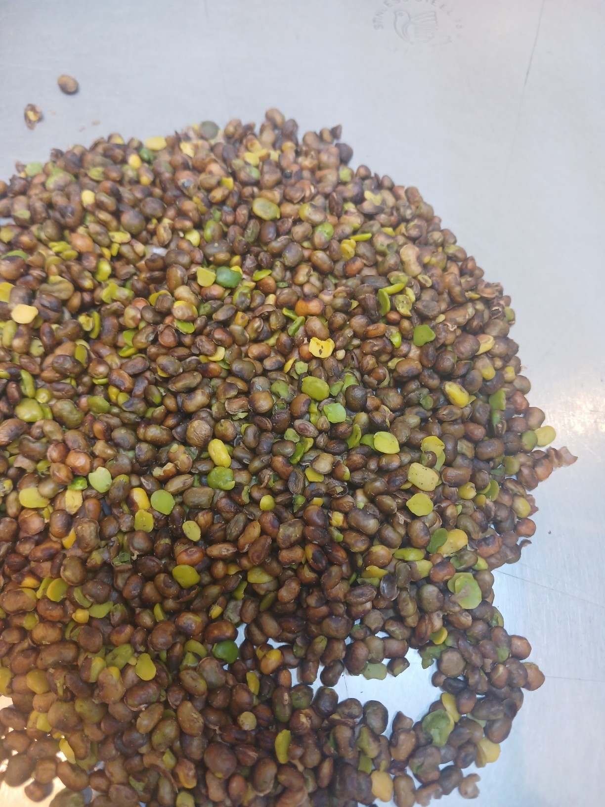 تصویر 3 از خرید مغز بنه کوهی صادراتی + قیمت ویژه